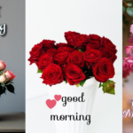 Good Morning Rose Images